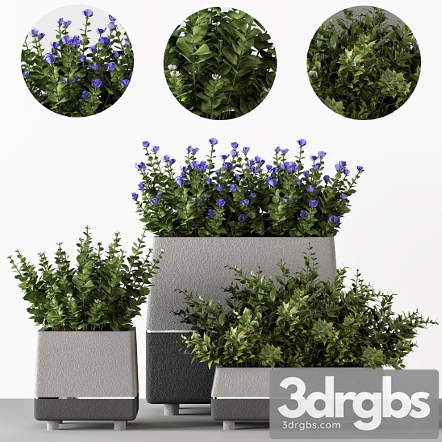 Outdoor Bushes In Concrete Pots