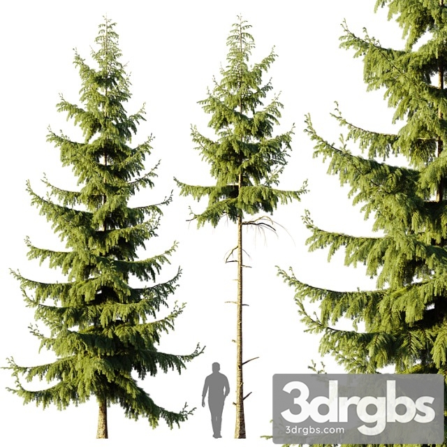 Pine spruce