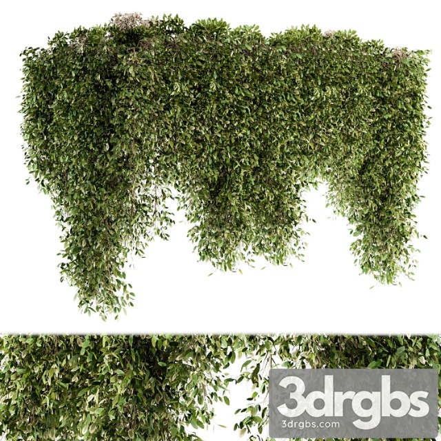 Outdoor plant set 96 - hanging plants