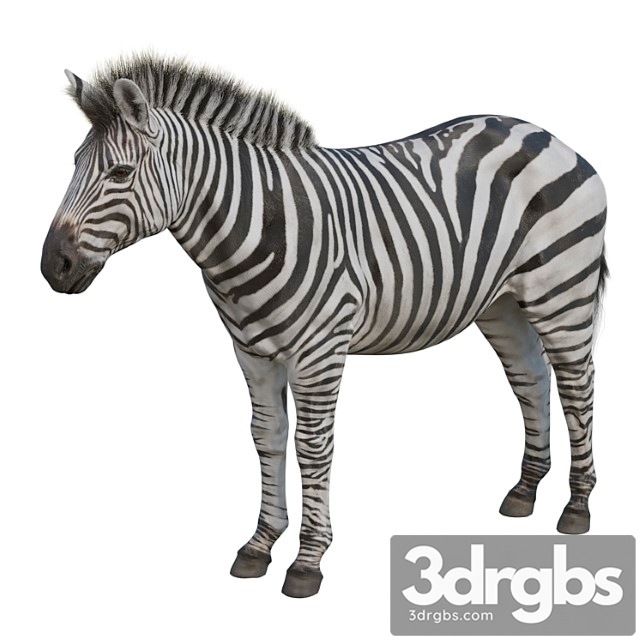 Creature Zebra