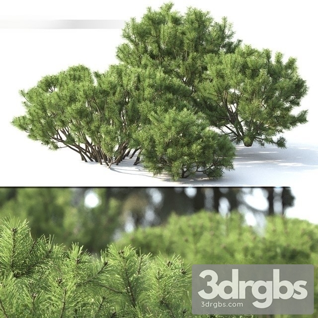 Pinus Mugo 2