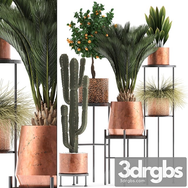 Plant collection 288. copper pot, shelf with flowers, stand, cactus, palm tree, cicada, copper, tangerine, flower, bush, interior, metal, loft, cycas