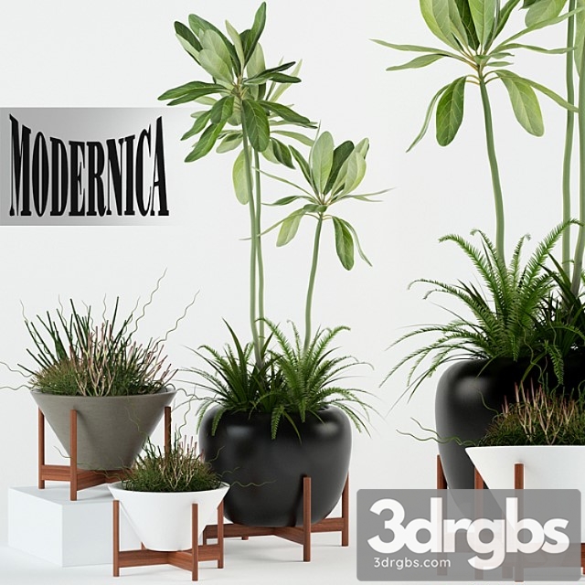 Plants collection 77 modernica pots