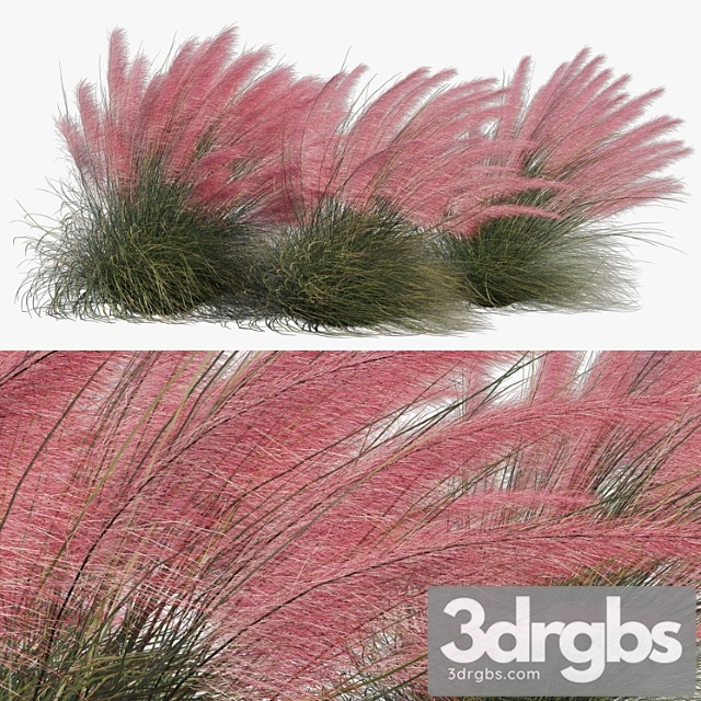 Muhlenbergia capillaris - pink muhly grass 04