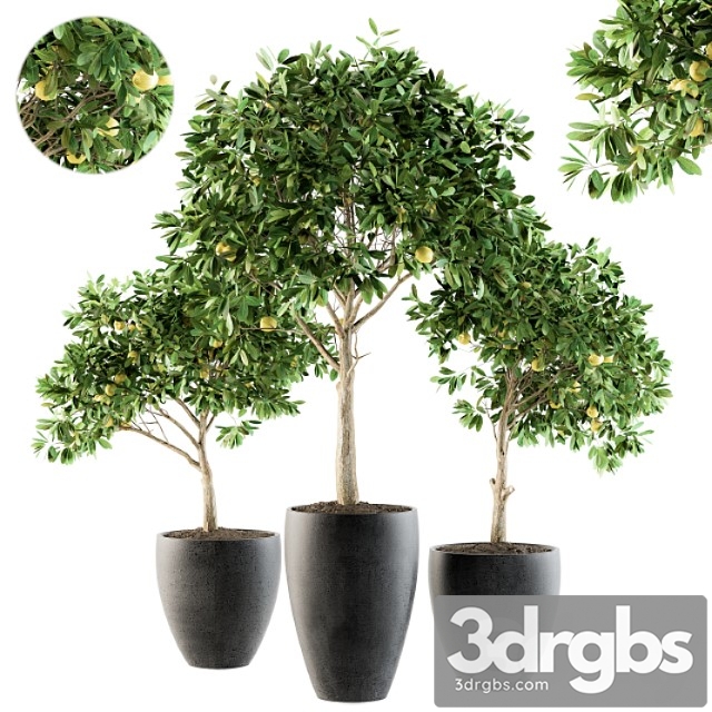 Outdoor plants lemon tree - set 97