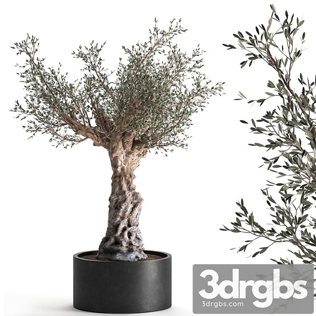 European olive tree in a black metal outdoor pot and vase, topiary. 985.