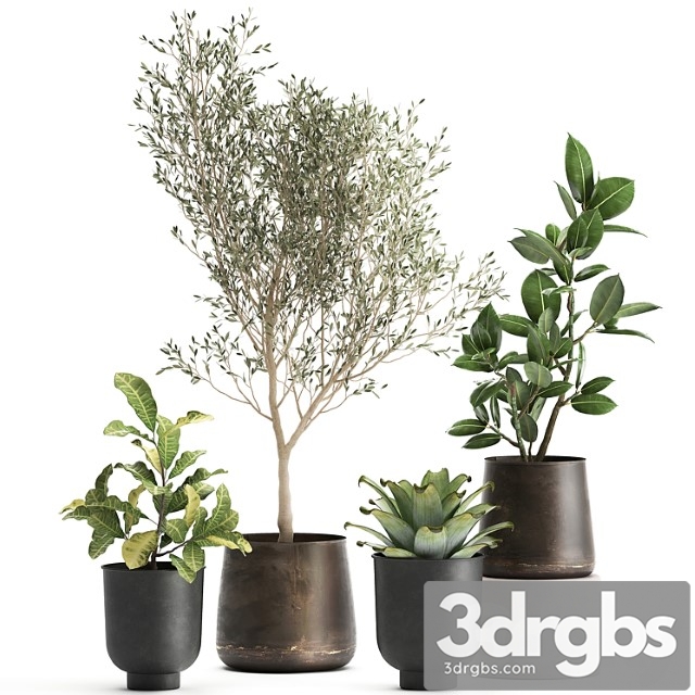 A collection of plants in rusty metal pots with a small olive tree, ficus, croton. set 982.