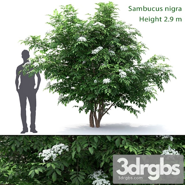 Sambucus nigra 