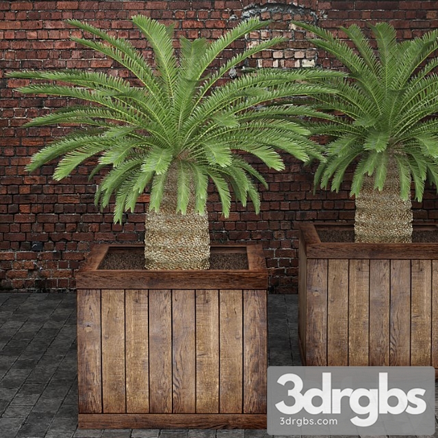 Cycas Cycas Palm Box Street Pot Flower Pot Brick Wall