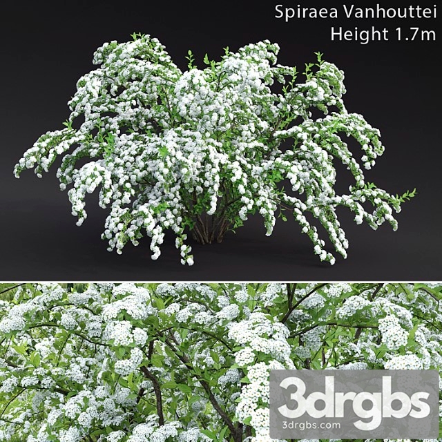 Spiraea vanhouttei