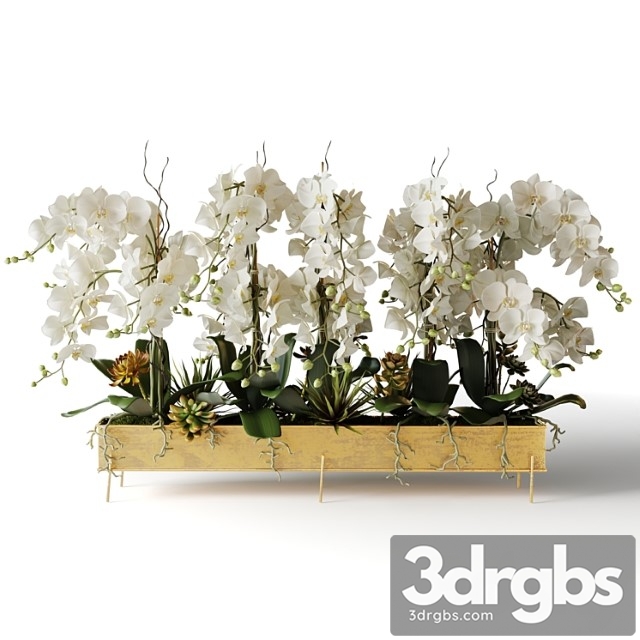 White orchids in a long metal pot