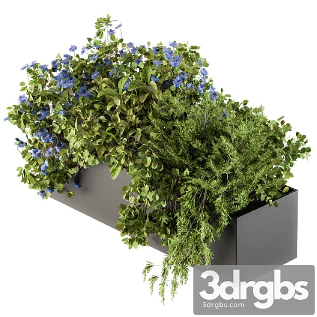 Outdoor plant set 208 - plant box blue flower