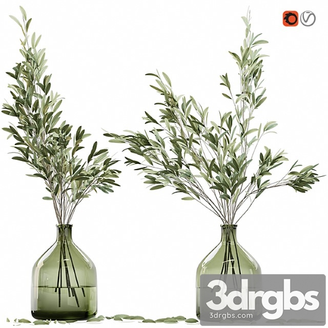 Olive stems in glass vase with water a