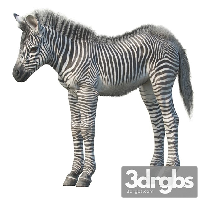 Creature Baby zebra