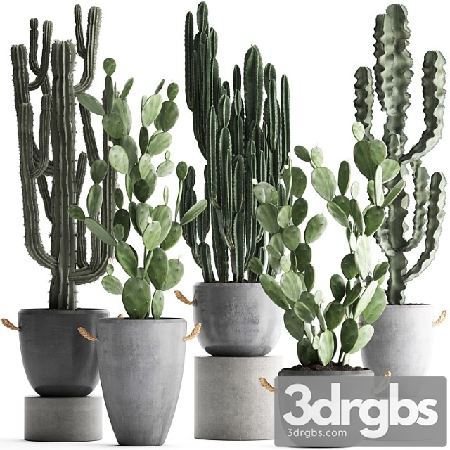 Collection of beautiful cacti in modern concrete pots and vases with cereus, prickly pear, indoor plants, outdoor, desert plants. set 386.