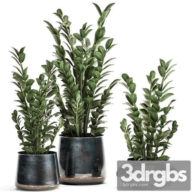 Collection of small plants in luxury pots with zamiokulkas flower, money tree. set 872.