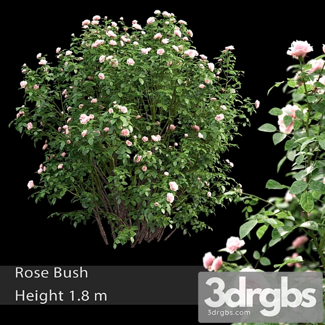 Rose bush 