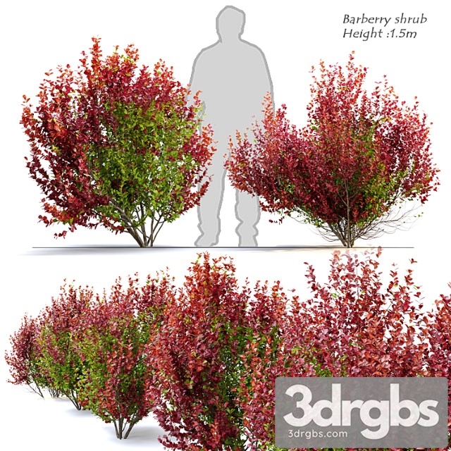 Barberry shrub