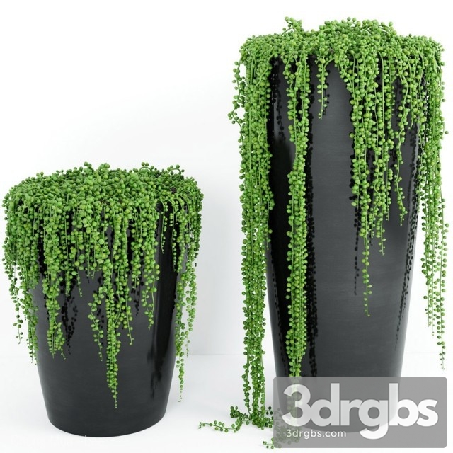 String Of Pearls Plant 4