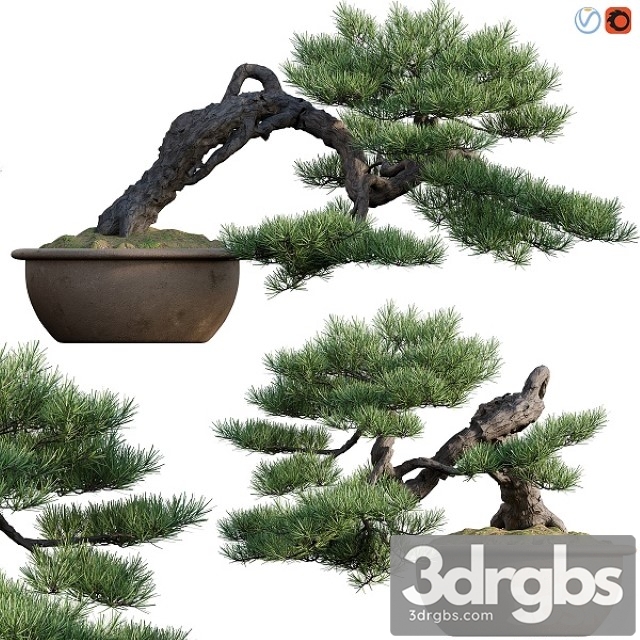 Pine Bonsai 03