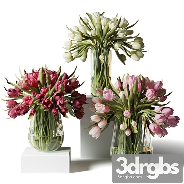 Red Pink and White Tulips in Glass Vases