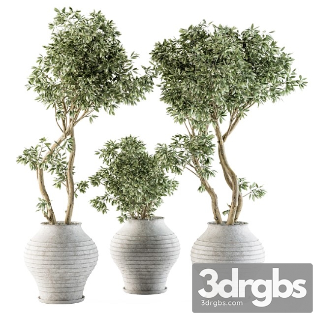 Outdoor plants tree in concrete pot - set 89