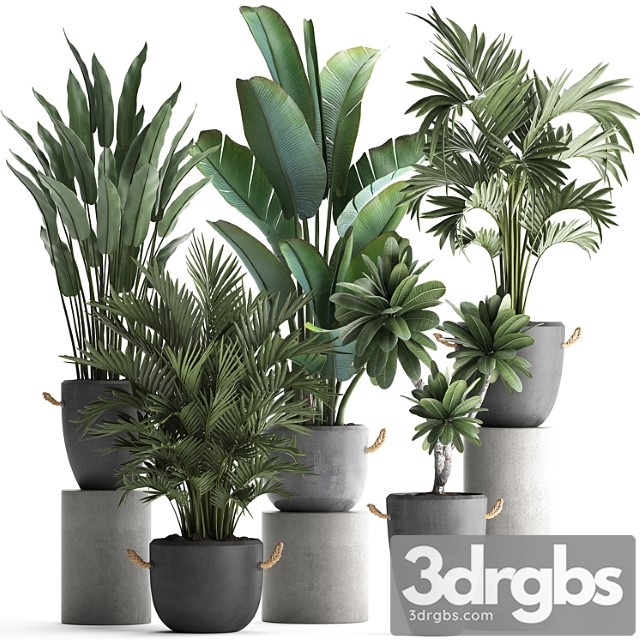 Collection of plants in modern concrete outdoor pots with banana, strelitzia, palm, hovea, plumeria. set 402.