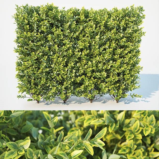 Ligustrum Ovalifolium Hedge L