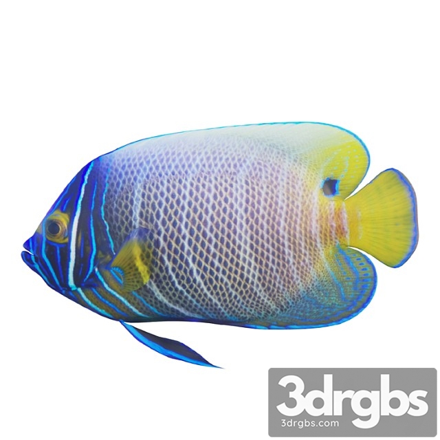 Blue Girdled Angelfish Set 03