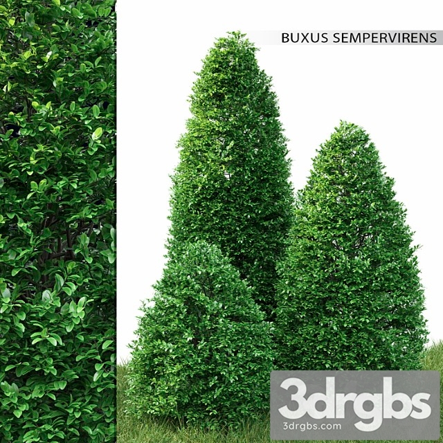 Buxus