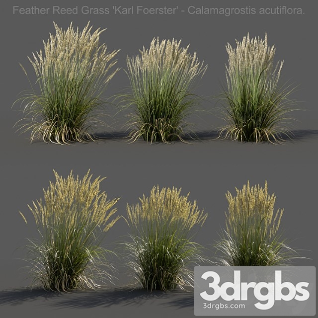 Feather reed grass - calamagrostis acutiflora - low