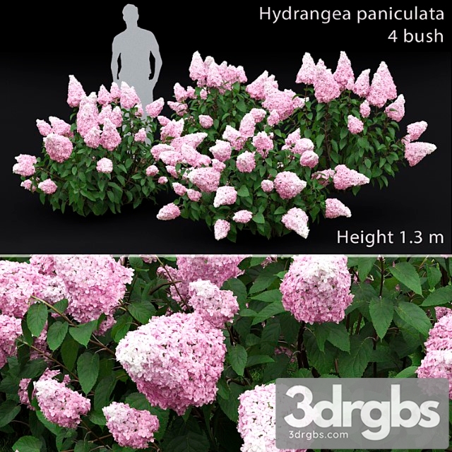 Hydrangea paniculata