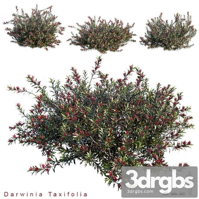 Darwinia taxifolia