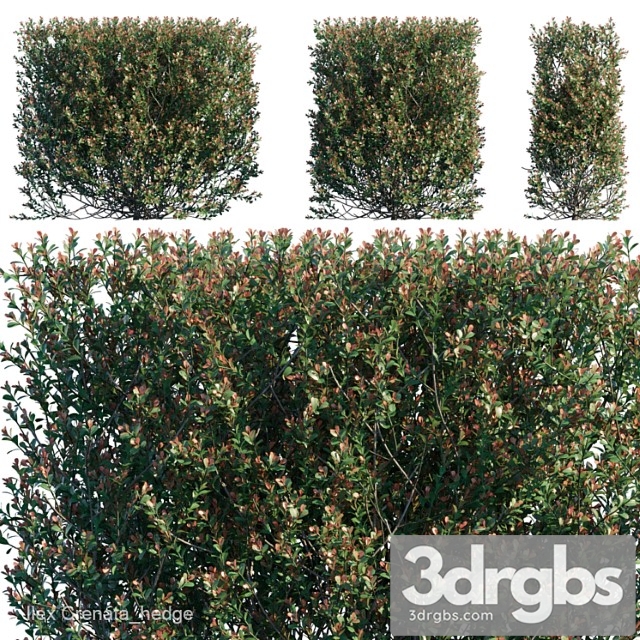 Ilex Crenata Hedge