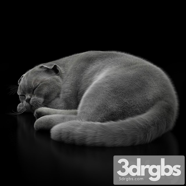 Cat 6 Vray