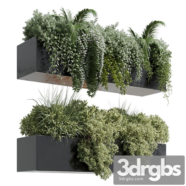 Wall plant - hanging plants collection indoor plant 219