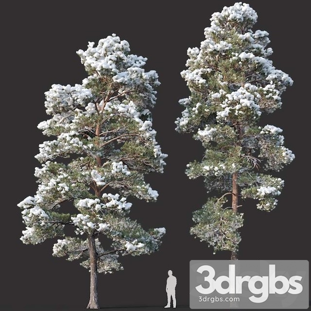 Pinus Sylvestris  15 H12 14m Two Winter Trees