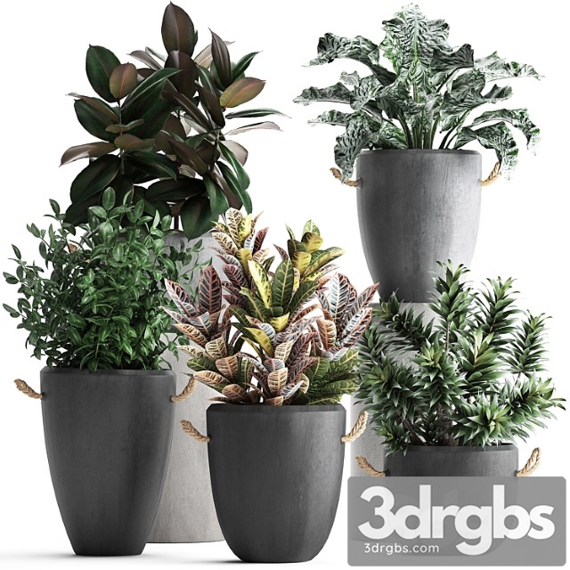 Collection of exotic plants in modern black concrete pots and flowerpots with ficus robusta, alokasia, croton, dracaena. set 393