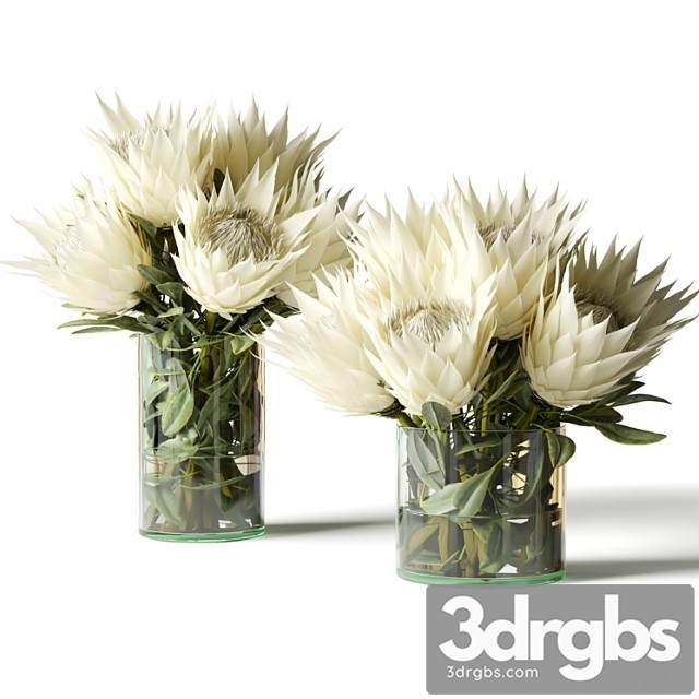 Flower Set white Proteas