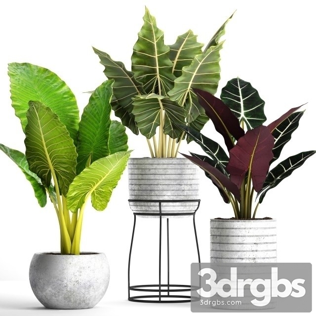Plants Interior Pots