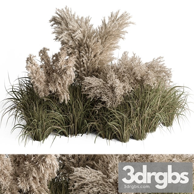 Mixed pampas plant bush set 95