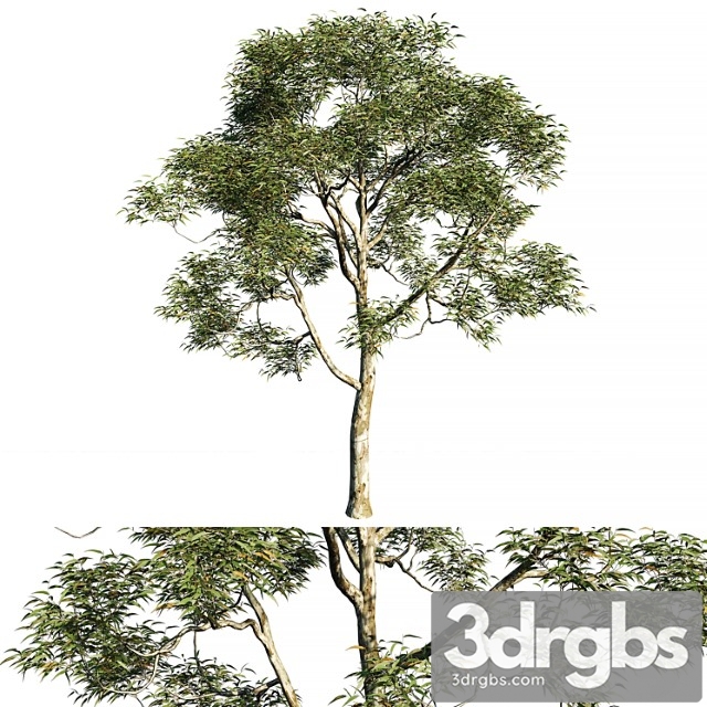 Eucalyptus saligna tree 02