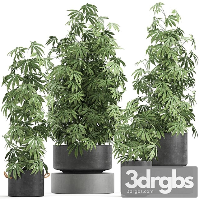 A collection of lush bushes of plants in black pots with cannabis, marijuana, cannabis, cannabis. set 770.