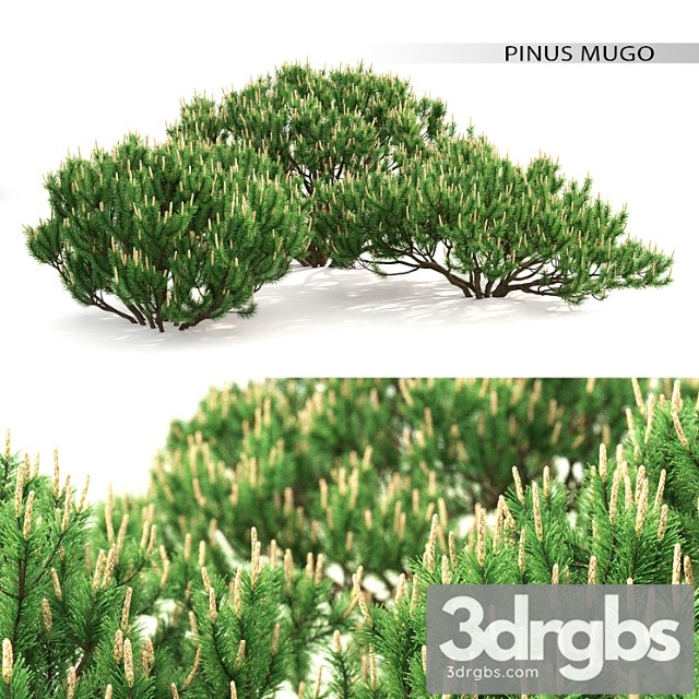 Mugo pine