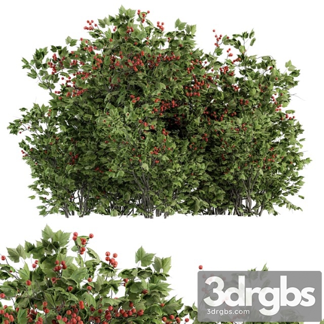 Berry bush - bush set 17