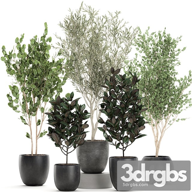 Collection of beautiful small trees in black pots with olive tree, ficus abidjan. set 695.