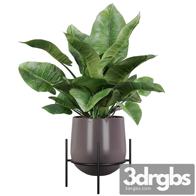 Plants collection 004 - philodendron imperial green