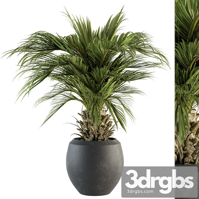Indoor plant set 133 - palm plant in pot