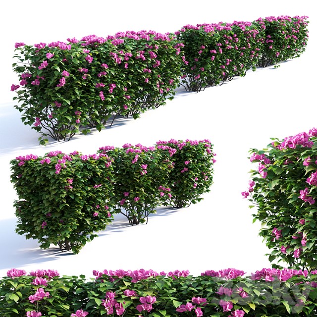 Bougainvillea Hedge 0 8 M Height 2