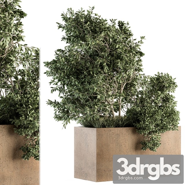 Outdoor plants olive - set 82